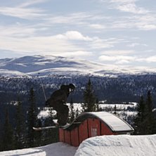 Photo: Cecilia V&auml;h&auml;nikkil&auml;. Rider: M&aring;rten Bergkvist.