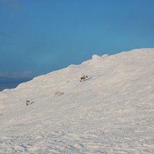 Photo: Magnus Gustavsson. Rider: Renar.